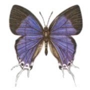 OXYLIDES FAUNUS